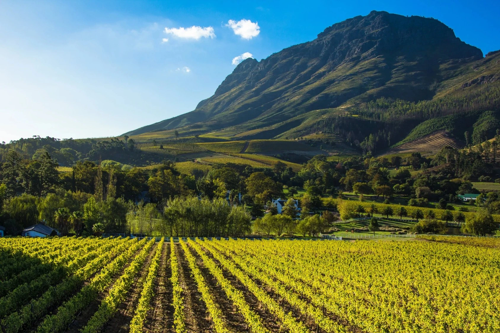 Cape Winelands vineyards