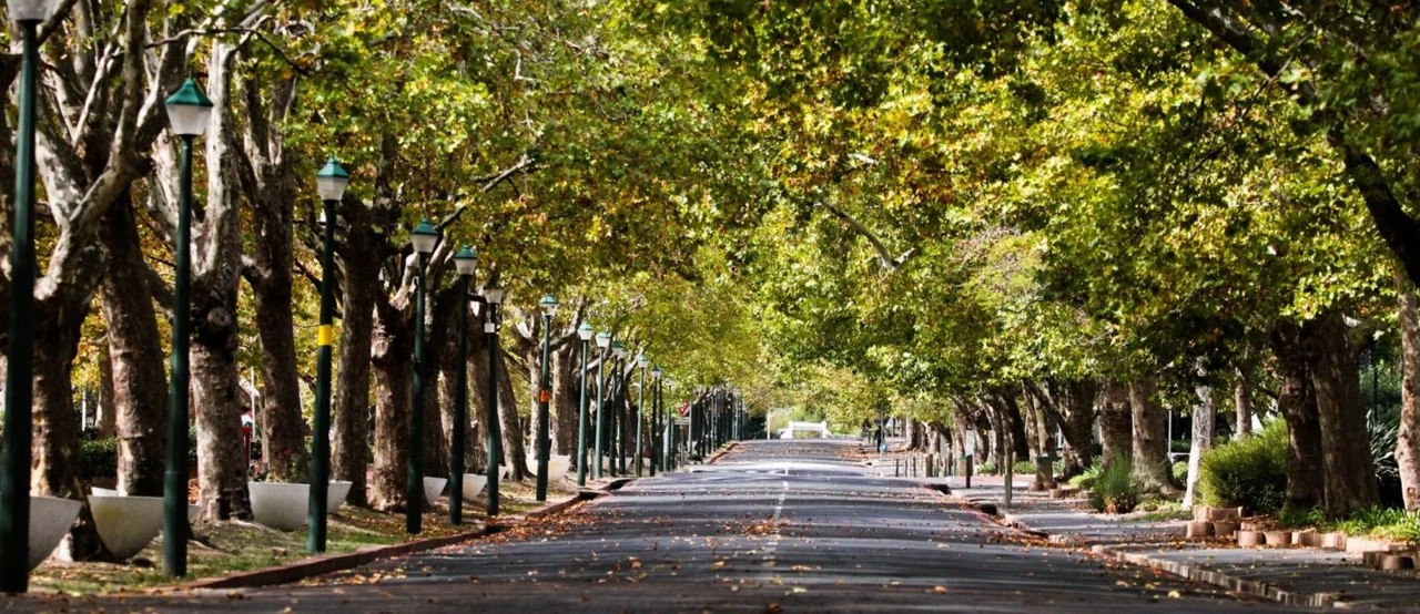 Stellenbosch University oak-lined avenue